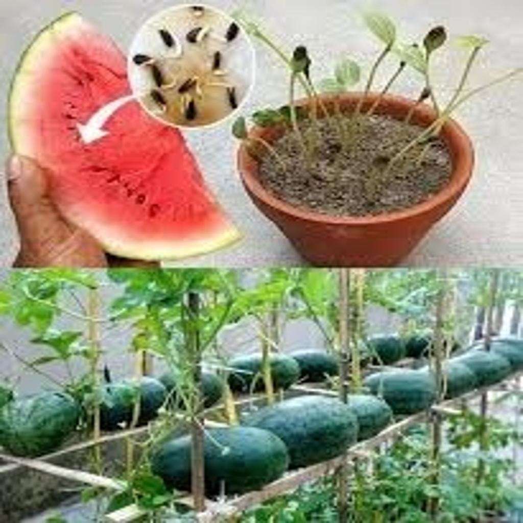Fruit seeds Jadhav Agro Traders